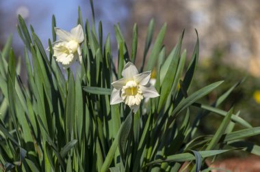 Narcissus hibridus parlak beyaz trompet nergisler çiçek açan paslanmaz çiçekler erken bahar soğanı çiçek açan bitkiler, yeşil yapraklar