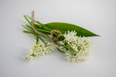 Allium ursinum yaban ayıları çiçek açmış sarımsak çiçekleri, beyaz rason tomurcukları çiçek açan bitkiler ve beyaz arka planda izole yeşil yenilebilir yapraklar.