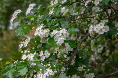 Crataegus laevigata beyaz çiçekli dallar, çiçek açmış güzel vahşi ağaç, yeşil yapraklar