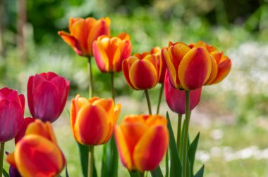 Gökkuşağı renginde çeşitli laleler, güneş ışığında güzel renk buketleri, yeşil gövde ve yapraklarla muhteşem bir bahçe alanı.