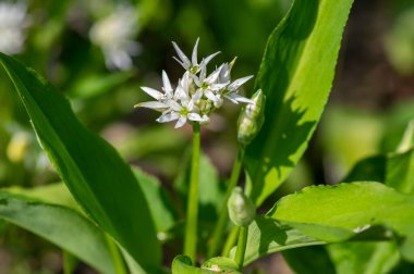 Allium ursinum yaban ayıları çiçek açmış sarımsak çiçekleri, beyaz rason tomurcukları çiçek açan bitkiler, yenilebilir yeşil sağlıklı yapraklar.