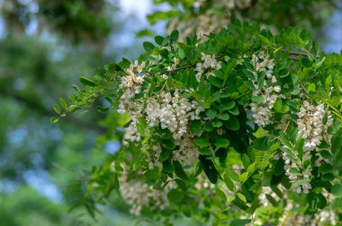Robinia psödoacia süs ağacı çiçek açmış, parlak beyaz çiçek demeti, dallarda yeşil yapraklar