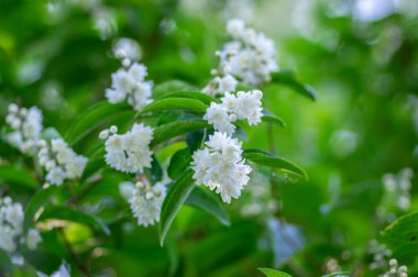 Deutzia Scabra 'nın tüylü gururu Rochester' ın çiçek açmış beyaz çiçekleri, çiçek açan bitkileri, tomurcukları ve yeşil yaprakları olan çalıları, Candidissima tarlası