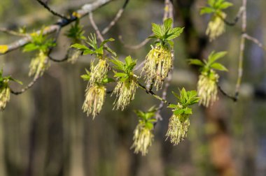 Acer negundo manitoba boxelder akçaağaç erkek mor beyaz çiçekler, çiçek açan dallar, yeşil yapraklar