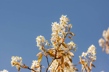 Amelanchier lamarckii yaprak döken çalılar, dallardaki beyaz çiçekler, küçük tomurcuklar ve yapraklar, mavi gökyüzü