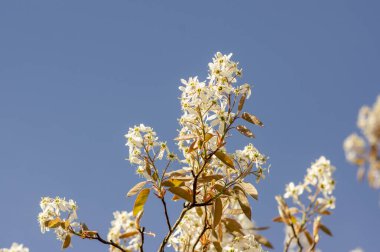 Amelanchier lamarckii deciduous flowering shrub, group of white flowers on branches in bloom, small buds and leaves, blue sky clipart