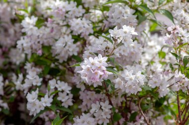 Deutzia gracilis romantik parlak beyaz çiçekli bitki, bir demet harika ve narin çiçek çalıların üzerinde, yeşil yapraklar