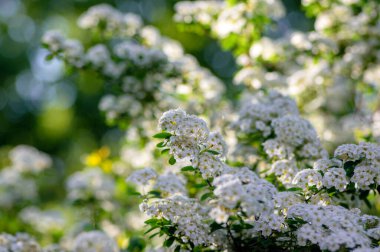 Spiraea vanhouttei Meadowsweet süs çalısı çiçek açmış, dallardaki parlak beyaz çiçek grubu, yeşil yapraklar
