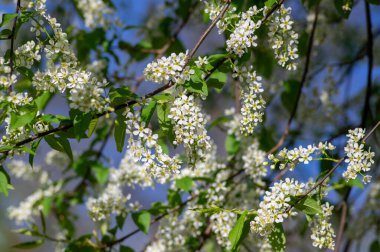 Prunus padus beyaz çiçek açan kuş vişneli böğürtlen ağacı, çiçek açmış hagberry yardım ağacı, yeşil yapraklı süs çiçeği