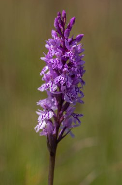 Dactylorhiza fuchsii yaygın benekli orkide çiçekleri çiçek, inanılmaz güzel mor beyaz çayırlarda çiçek açan yabani bitkiler