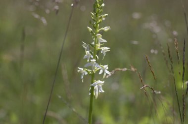 Platanthera bifolia beyaz yabani daha az kelebek orkide çiçekleri çiçek açan güzel çayır orkideleri yeşil çimenlerdeki çiçekler