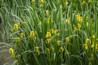 İris psödacorus parlak sarı su bayrağı çiçek açmış, güzel çiçekli su bitkisi, yeşil yapraklar
