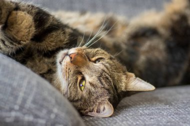 Tembel Marbe evcil kedi gri rahat koltukta, şirin limon gözler tekir yüzünde.