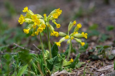 Primula veris sığır gülü sarı çiçek, çiçek demeti içinde çiçek, yeşil yapraklar ve kök