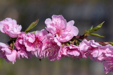 Prunus triloba süslemeli pembe çiçekli bahar ağacı, iki kat pembe çiçekli harika dallar, yeşil yapraklar.
