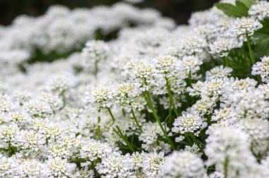 İberis sempervirens hiç bitmeyen yeşil şekerleme kalıcı çiçek, beyaz bahar çiçekli kaya bitkileri grubu, mevsimsel arka plan