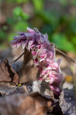 Lathraea 'nın karesi, çiçek açmış parazit çiçekler, inanılmaz açık pembe çiçekli bitkiler, kahverengi toprak.