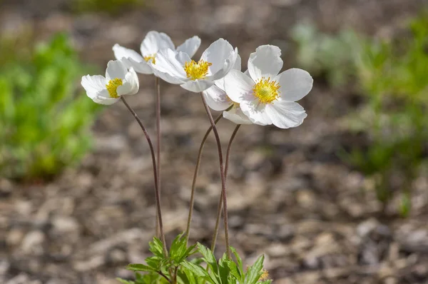 Anemone sylvestris springtime flowering plant, snowdrop windflower flowers in bloom, group of beautiful plants, green leaves