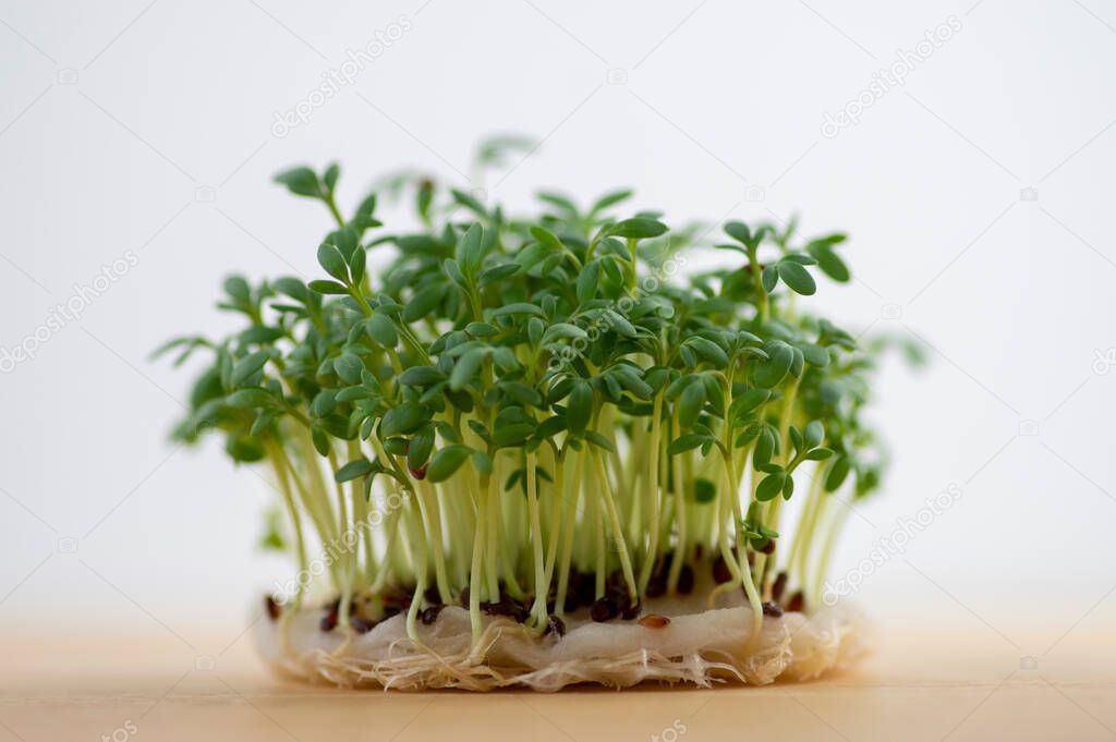 Fresh lepidium sativum growing on facial cotton swab on light stripped table, looks like small tropical island, tasty and healthy edible green leaves herb