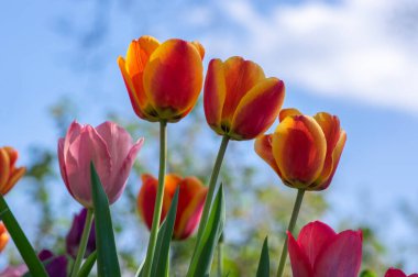 Gökkuşağının çeşitli renklerinde lalelerle dolu muhteşem bir bahçe. Mavi gökyüzüne karşı gün ışığında güzel bir renk buketi.