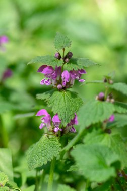 Lamium purpureum vahşi pembe çiçek açan mor ölü ısırgan otu çiçekleri, çiçek açan bitkiler grubu, yeşil yapraklar.