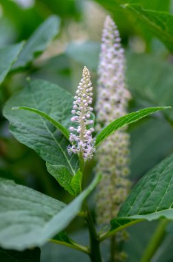 Phytolacca esculenta Kızılderili dürtükleme Asyalı pokeweed çiçekli bitki, çiçek açmış beyaz açık pembe çiçekler, yeşil yapraklar