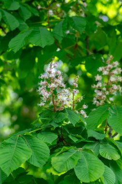 Aesculus hipokastanum at kestanesi ağacı çiçek açmış, bir grup beyaz çiçek ve dallarda yeşil yapraklar