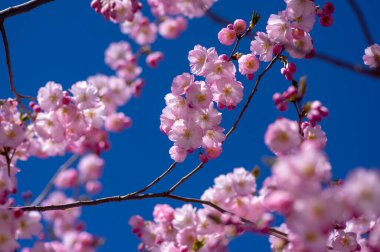 Prunus sargentii alcolade sargent sarry çiçek açan ağaç dalları, güzel gruplar açık pembe yaprak çiçekleri ve mavi gökyüzüne karşı küçük tomurcuklar.