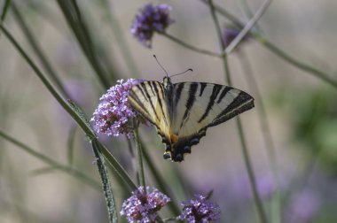 Verbena bonariensis mor çiçekli, beyaz, muhteşem armut ağacı kelebeği kırlangıç Iphiclides podalirius