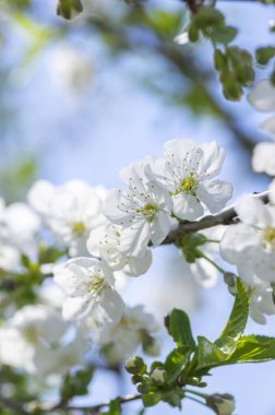 Prunus cerasus çiçek açan ağaç çiçekleri, bir grup güzel beyaz yaprak tart kiraz çiçekleri güneş ışığında mavi gökyüzüne karşı çiçek açtılar.