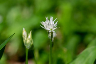 Allium ursinum yaban ayıları çiçek açmış sarımsak çiçekleri, beyaz rason tomurcukları çiçek açan bitkiler, yenilebilir yeşil sağlıklı yapraklar.