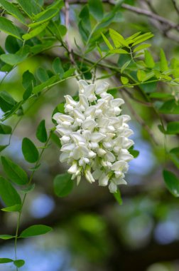 Robinia psödoacia süs ağacı çiçek açmış, parlak beyaz çiçek demeti, dallarda yeşil yapraklar