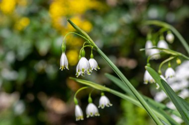 Leucojum aestivum yaz mevsimi kar taneleri parlak beyaz çiçekler uzun gövde üzerinde çiçek açıyor, çiçek açan zambak çiçeği