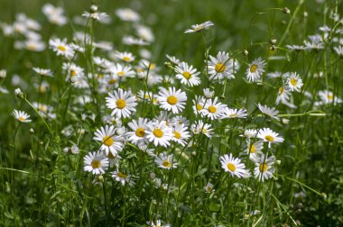 Leucanthemum vulgare çayırları yabani öküz gözü papatya çiçekleri, beyaz taç yaprakları ve sarı çiçekli, çiçek açan güzel bitkiler, ilkbaharın sonlarında inanılmaz yeşil alanlar.