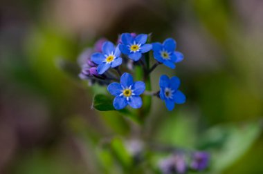Myosotis Sylvatica tahtası unutma beni güzel çiçekler açmıyor ormanlarda açan yabani bitkiler, yeşil yapraklar.