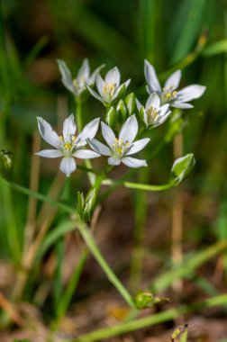 Ornithogalum umbellatum bahçesi Beytüllahim 'in yıldız çiçekleri, çimenler beyaz zambak çiçekli soğan çiçekli süsler ya da yabani bitkiler