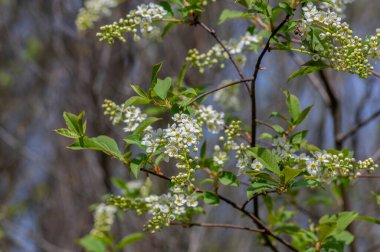 Prunus padus beyaz çiçek açan kuş vişneli böğürtlen ağacı, çiçek açmış hagberry yardım ağacı, yeşil yapraklı süs çiçeği