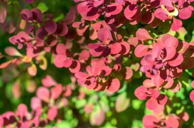 Berberis thunbergii Japon böğürtlen süsleme çalısı, dallarda yeşil, mor ve kırmızımsı yapraklar grubu