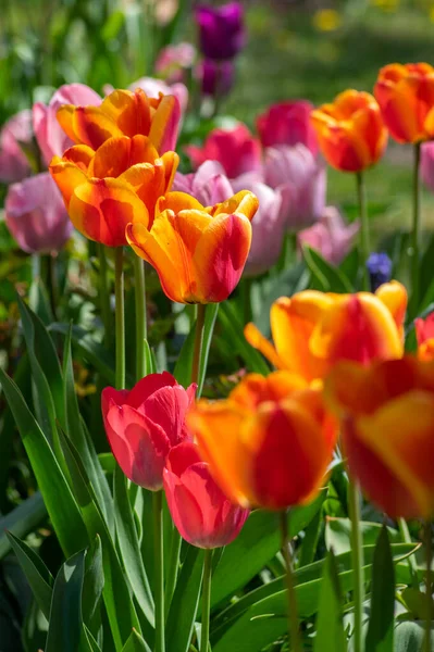 Amazing garden field with tulips of various bright rainbow color petals, beautiful bouquet of colors in sunlight daylight, green stem and leaves