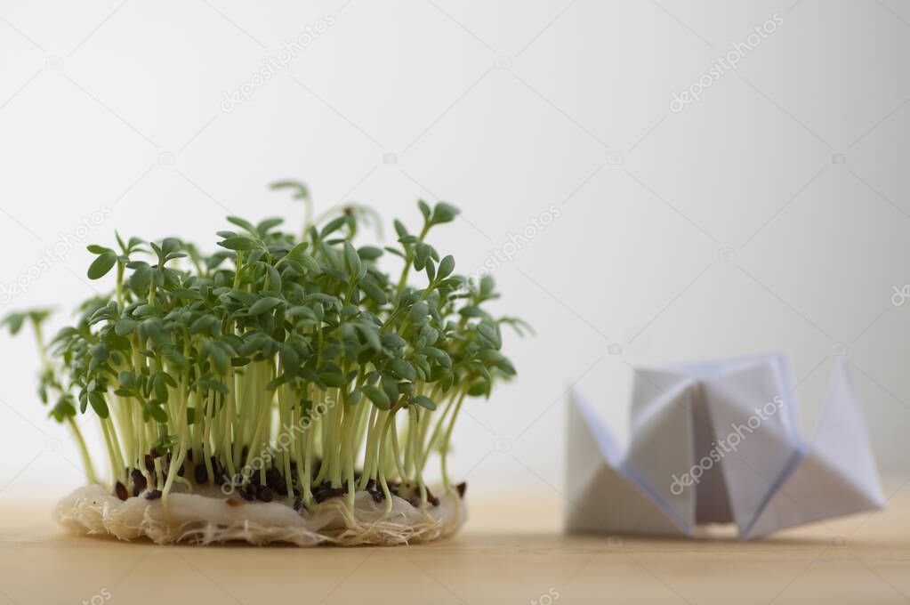 Fresh lepidium sativum growing on facial cotton swab on light wooden table, looks like small tropical island, tasty and healthy edible green leaves herb, paper boat origami