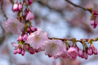 Prunus sargentii alcolade sargent sarry çiçek açan ağaç dalları, güzel gruplar açık pembe yaprak çiçekleri ve mavi gökyüzüne karşı küçük tomurcuklar.