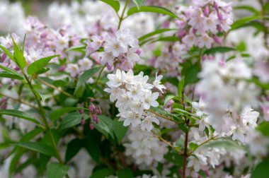 Deutzia gracilis romantik parlak beyaz çiçekli bitki, bir demet harika ve narin çiçek çalıların üzerinde, yeşil yapraklar