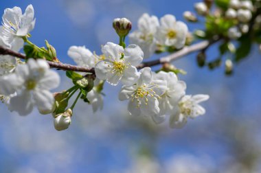 Prunus cerasus çiçek açan ağaç çiçekleri, bir grup güzel beyaz yaprak tart kiraz çiçekleri güneş ışığında mavi gökyüzüne karşı çiçek açtılar.