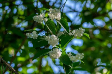 Deutzia Scabra 'nın tüylü gururu Rochester' ın çiçek açmış beyaz çiçekleri, çiçek açan bitkileri, tomurcukları ve yeşil yaprakları olan çalıları, Candidissima tarlası
