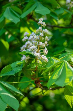 Aesculus hipokastanum at kestanesi ağacı çiçek açmış, bir grup beyaz çiçek ve dallarda yeşil yapraklar