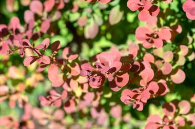 Berberis thunbergii Japon böğürtlen süsleme çalısı, dallarda yeşil, mor ve kırmızımsı yapraklar grubu