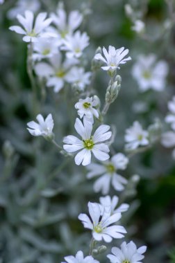 Serastium tomentosum, yaz çiçekleri, çiçek açan bir grup çiçek, süs bahçesinde beyaz taç yaprakları, alp kayası bitkileri.