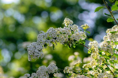 Spiraea vanhouttei Meadowsweet süs çalısı çiçek açmış, dallardaki parlak beyaz çiçek grubu, yeşil yapraklar