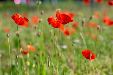 Papaver rhoeas yaygın haşhaş tohumu açan parlak kırmızı çiçekler, çayırda çiçek açan bir grup bitki, yabani tarla bitkileri