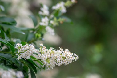 Ligustrum vulgare vahşi Avrupa özel beyaz çiçek bitkisi, kokulu çiçekler çalılıklarda çiçek açıyor, yeşil yapraklar